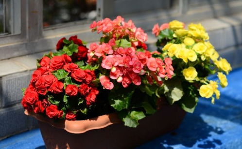 1種 花卉盆景 ,可活上 10 年之久,一旦花開,姿態高雅