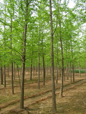常州綠化苗木基地批發