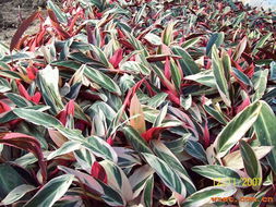 中山市綠藝園花木場(chǎng) 廣東省中山市橫欄三沙花木基地內(nèi) 各種袋裝苗木 多種陰生苗木 各種綠化樹(shù) 各種袋裝球形產(chǎn)品,承接大小綠化工程 產(chǎn)品展廳