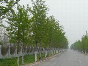 供應(yīng)國(guó)槐坤恒苗木基地合歡樹(shù)基地_農(nóng)副產(chǎn)品