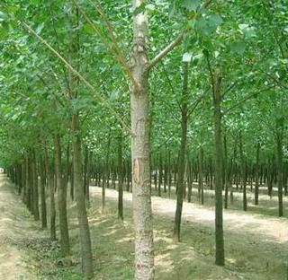 供應(yīng) 耐寒綠化楊樹(shù)苗木
