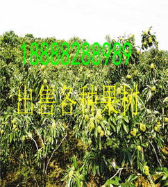 山東淄博板栗樹(shù)苗 新聞 產(chǎn)品