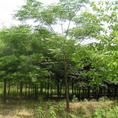 供應(yīng)【苗圃直銷(xiāo)】楓楊 楓楊價(jià)格 批發(fā)各種花卉苗木喬木灌木草坪草種