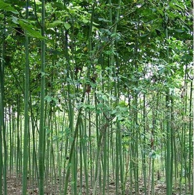 綠化苗28 -福建興輝苗木 產(chǎn)品展示(福建紅繡球、福建興輝苗木 、紅葉石蘭)-金泉網(wǎng)