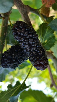 產品,中農在線,最具發展潛力的中國農資網絡交易平臺 臨朐縣春成苗木公司