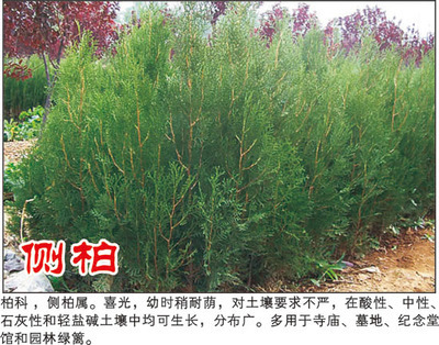 側柏-河南潢川花木苗木場(產品圖片)-產品庫-中國花木網