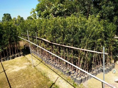 【羅漢松培養基地、羅漢松小苗直銷、質優價廉】綠化苗木,價格,廠家,供應商,花木,龍海市東泗興輝園藝場 - 產品庫