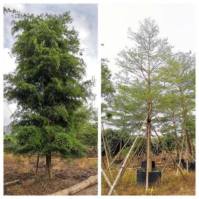 苗倉會員風(fēng)采|粵創(chuàng):成功打通定制苗木之路