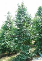 大量0優(yōu)質(zhì)常綠苗木喬木竹柏_農(nóng)副產(chǎn)品_世界工廠網(wǎng)中國產(chǎn)品信息庫