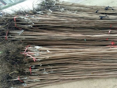 次郎柿子苗品相優(yōu),口感好的品種次郎柿子苗