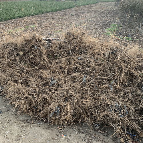 【批發矮化柱狀蘋果苗、批發矮化柱狀蘋果苗基地】- 