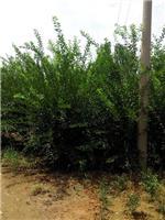 泰安劃算的榆葉梅供應:臨沂榆葉梅-山東科大苗木基地提供泰安劃算的榆葉梅供應:臨沂榆葉梅的相關介紹、產品、服務、圖片、價格山東3公分銀杏苗基地促銷裝歡迎咨詢136【4538】6501、百日紅、櫻花、白皮松、紅楓、法桐、