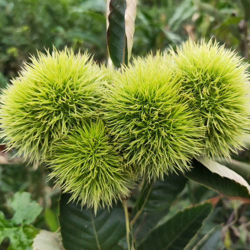 【基地批發(fā)岳山王板栗樹苗、大紅袍板栗樹苗栽培技術】- 