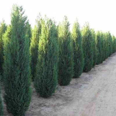 側(cè)柏-北方苗木