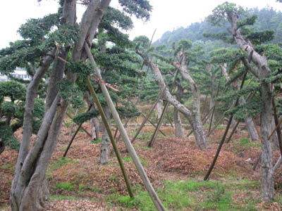 湖南花木造型金葉榆湖南綠化苗木花木金葉榆造型產(chǎn)品大圖 瀏陽市柏加鎮(zhèn)四季紅苗圃