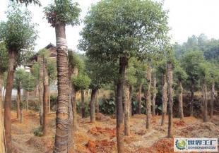 行道綠化苗木 10-12公分米徑切桿移植香樟_農(nóng)副產(chǎn)品_世界工廠網(wǎng)中國產(chǎn)品信息庫