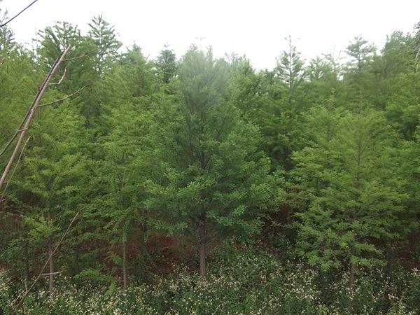 「落羽杉」最新落羽杉_價(jià)格_圖片_產(chǎn)地報(bào)價(jià)表-江蘇沭陽長景園林苗木場