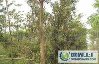 大量0 綠化樹 苗木價(jià)格_大量0 綠化樹 苗木廠家_世界工廠網(wǎng)產(chǎn)品信息庫