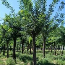 2019綠化苗木價(jià)格 報(bào)價(jià) 綠化苗木批發(fā) 第29頁 園林網(wǎng)