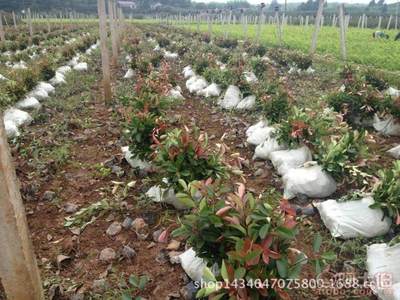 【紅葉石楠工程采購園林采購苗木采購園林廠家直銷】杭州蕭山新街恒露樹木經營部 - 產品庫