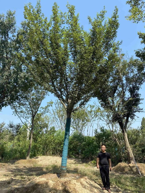 苗多多實(shí)地認(rèn)證 景湖苗木