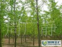 最低價(jià)銷(xiāo)售銀杏樹(shù)、嫁接銀杏樹(shù)、實(shí)生銀杏樹(shù)[供應(yīng)]_綠化苗木_世界工廠網(wǎng)中國(guó)產(chǎn)品信息庫(kù)