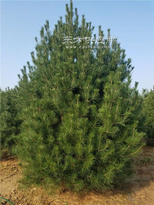 城市綠化苗木 朔州綠化苗木 平盛苗圃綠化 查看