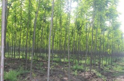 10畝地農(nóng)村小伙放棄耕田種速生樹(shù),年底收入100萬(wàn)讓村民看紅了眼