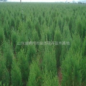 保定榆樹苗木基地、保定榆樹苗木批發、榆樹苗木價格-常青苗木--產品大全--E路網