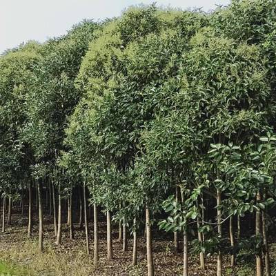 綠化苗木新街女貞8公分_安慶8公分大葉女貞上車(chē)價(jià)