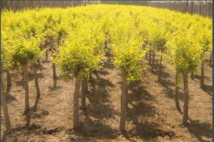 河北金葉榆苗子 河北金葉榆生產基地 金葉榆批發 金葉榆價格