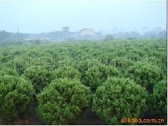 供應精品苗木 綠化精品苗木 圖