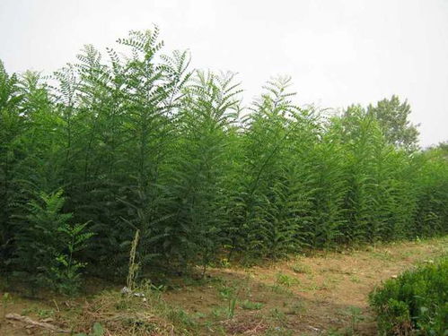 秋天做園林綠化工作,苗木容易出現(xiàn)的病蟲害,如何進(jìn)行防治