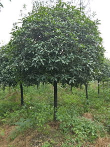 【桂花樹品種及價(jià)格,丹桂金桂,桂花樹基地綠化苗木】- 