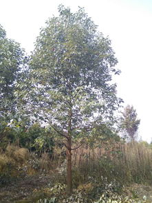 【香樟樹多少錢一棵,香樟樹優(yōu)質(zhì)綠化苗木,成都香樟】- 