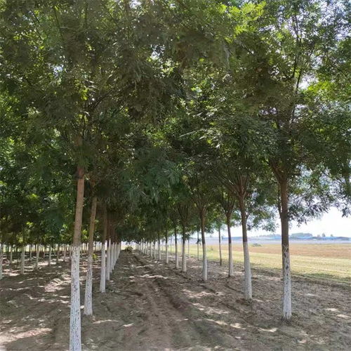 開縣國槐20公分價格提供種植技術