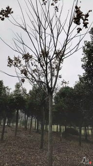 公司精品苗木欒樹展示