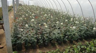 供應(yīng) 廠家直銷 山東 苗木批發(fā) 定制批發(fā) 價格電議圖片_高清圖_細節(jié)圖-青島森豐源園林 -