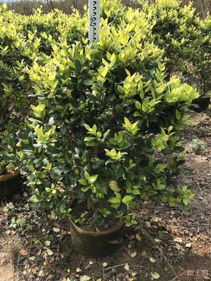 【興輝園藝場直銷金森女貞袋苗、園林綠化、農(nóng)戶種植】綠化苗木,價格,廠家,供應(yīng)商,花木,龍海市東泗興輝園藝場 - 產(chǎn)品庫