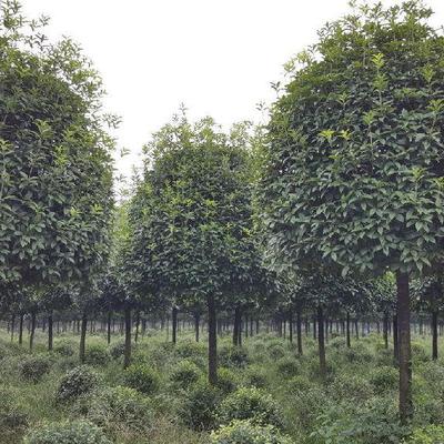 溫江錦藝供應(yīng)yu-787成都桂花成都桂花價格成都高桿桂花成都高桿桂花基地圖片_高清圖_細節(jié)圖-溫江錦藝苗木園藝場