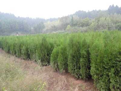 1-3公分優(yōu)質(zhì)柏樹苖圖片,1-3公分優(yōu)質(zhì)柏樹苖圖片大全,簡陽市和映林果苗木專業(yè)合作社-