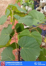 濟(jì)南歐洲椴樹(shù)苗 舜楓農(nóng)林 推薦商家 歐洲椴樹(shù)苗采購(gòu)高清圖片 高清大圖