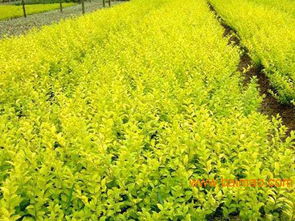 想要易種植的苗木就來(lái)志超花卉苗木 山東紅葉小檗,想要易種植的苗木就來(lái)志超花卉苗木 山東紅葉小檗生產(chǎn)廠家,想要易種植的苗木就來(lái)志超花卉苗木 山東紅葉小檗價(jià)格