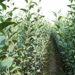 雞心柿子苗今年價(jià)格 雞心柿子苗哪里好