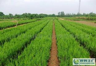 環(huán)保綠化苗木側(cè)柏價(jià)格_環(huán)保綠化苗木側(cè)柏廠家_世界工廠網(wǎng)產(chǎn)品信息庫(kù)