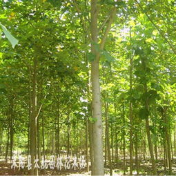 供應(yīng)黑松 馬褂木 欒樹 烏桕 紫荊等綠化苗木 花木指導(dǎo)價(jià) 供應(yīng)黑松 馬褂木 欒樹 烏桕 紫荊等綠化苗木