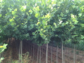 中國(guó)好苗木網(wǎng)