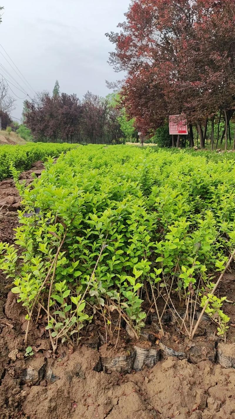 苗木種植基地 #記錄我的種植生活 營(yíng)養(yǎng)缽金葉女貞15萬(wàn)棵,