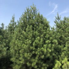 2020綠化苗木價(jià)格 報(bào)價(jià) 綠化苗木批發(fā) 第2頁(yè) 園林網(wǎng)