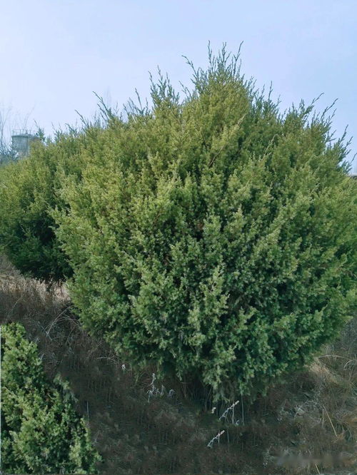 青山綠水踐行者,生態(tài)安全的保障者